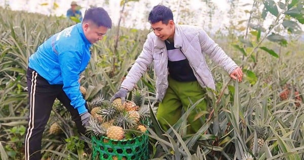 Pineapple, a delicious fruit grown according to global standards - GlobalGAP, for every 1 hectare, a cooperative in Nghe An earns 1 billion