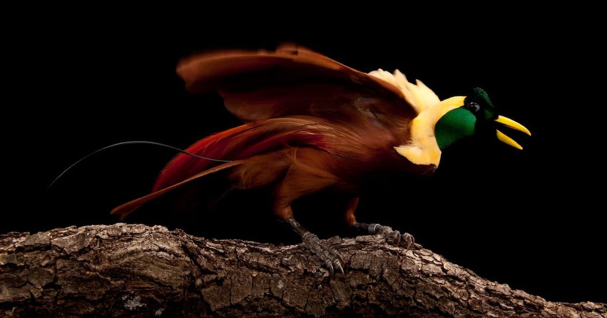 Surprising discovery about the glowing ability of birds of paradise