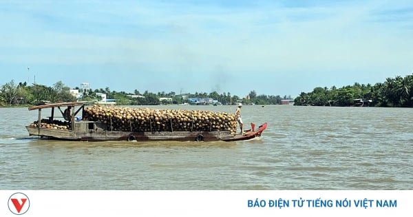 Giá dừa khô tăng kỷ lục, nhà vườn Bến Tre không có đủ dừa để bán