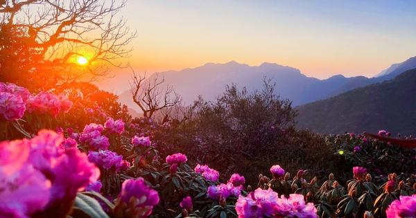 Besuchen Sie Lai Chau und entdecken Sie die strahlende Schönheit von Tausenden von Rhododendronblüten auf dem Gipfel des Putaleng