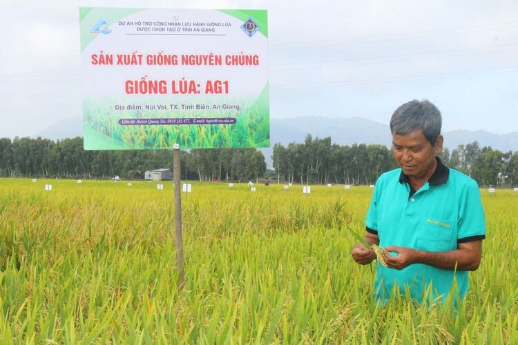 Farmers passionate about hybridizing rice varieties