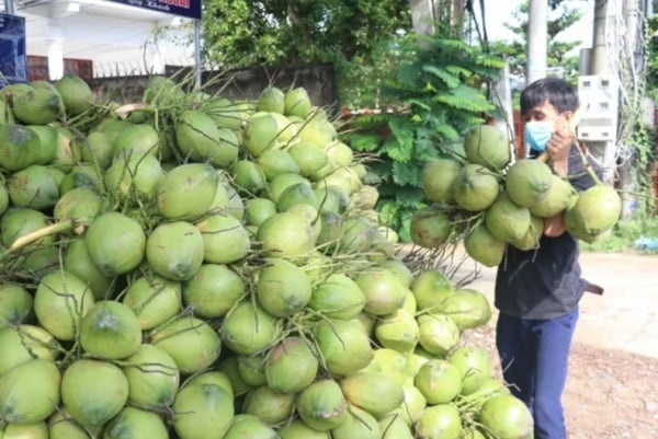 Giá dừa tăng phi mã, xuất khẩu có chịu ảnh hưởng?