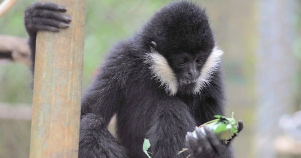 麻薬王の家から救出されたマフィア猿の物語