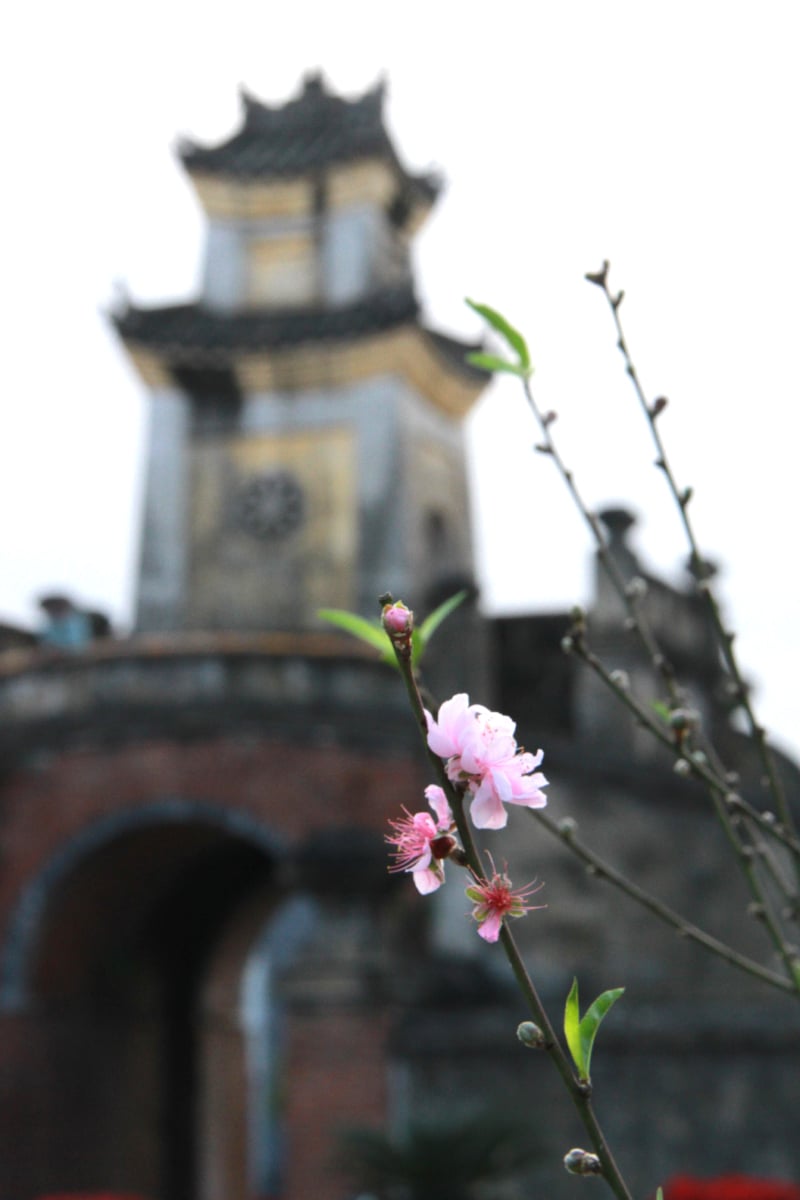 Flores de durazno frente a la reliquia de Quang Binh