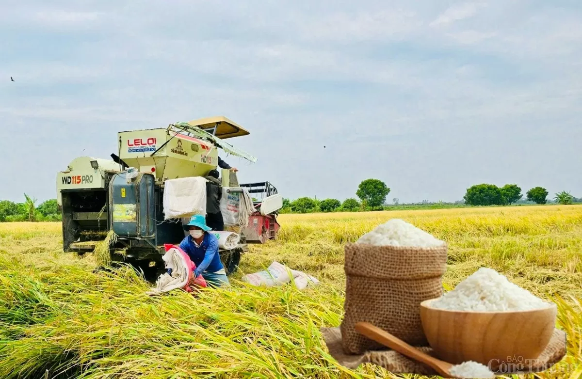 Prix ​​du riz aujourd'hui 21 mars : le prix du riz frais continue d'augmenter