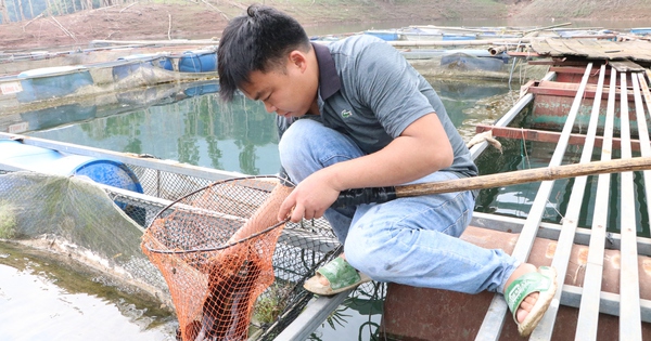 Raising catfish, a specialty fish on the largest natural river in the Northwest, is selling well in Hoa Binh.