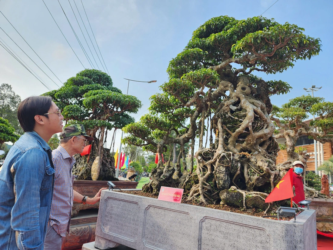 Siêu bonsai hội tụ tại Quảng Ngãi hút mắt người xem - Ảnh 2.