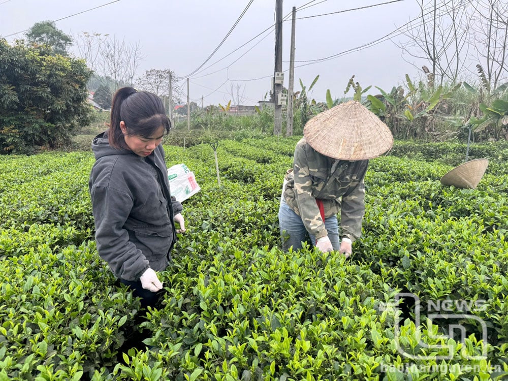 Tạo vùng sản xuất cây trồng an toàn