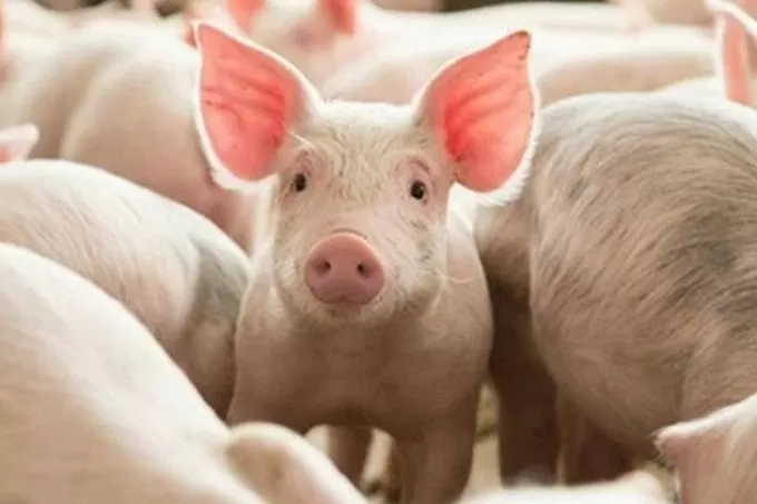 Prix ​​du porc aujourd'hui 22 mars 2025 : Le Sud a simultanément réduit les prix