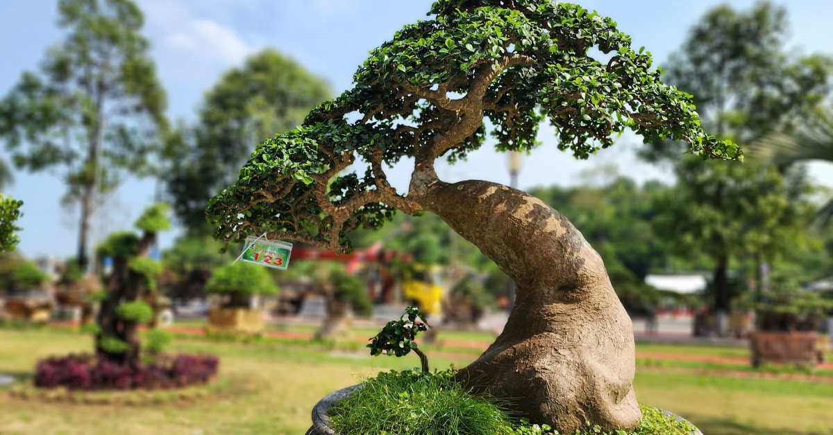 Mehr als 1.000 Bonsai-Bäume strömen nach Quang Ngai, Besucher sind von den Superbäumen begeistert