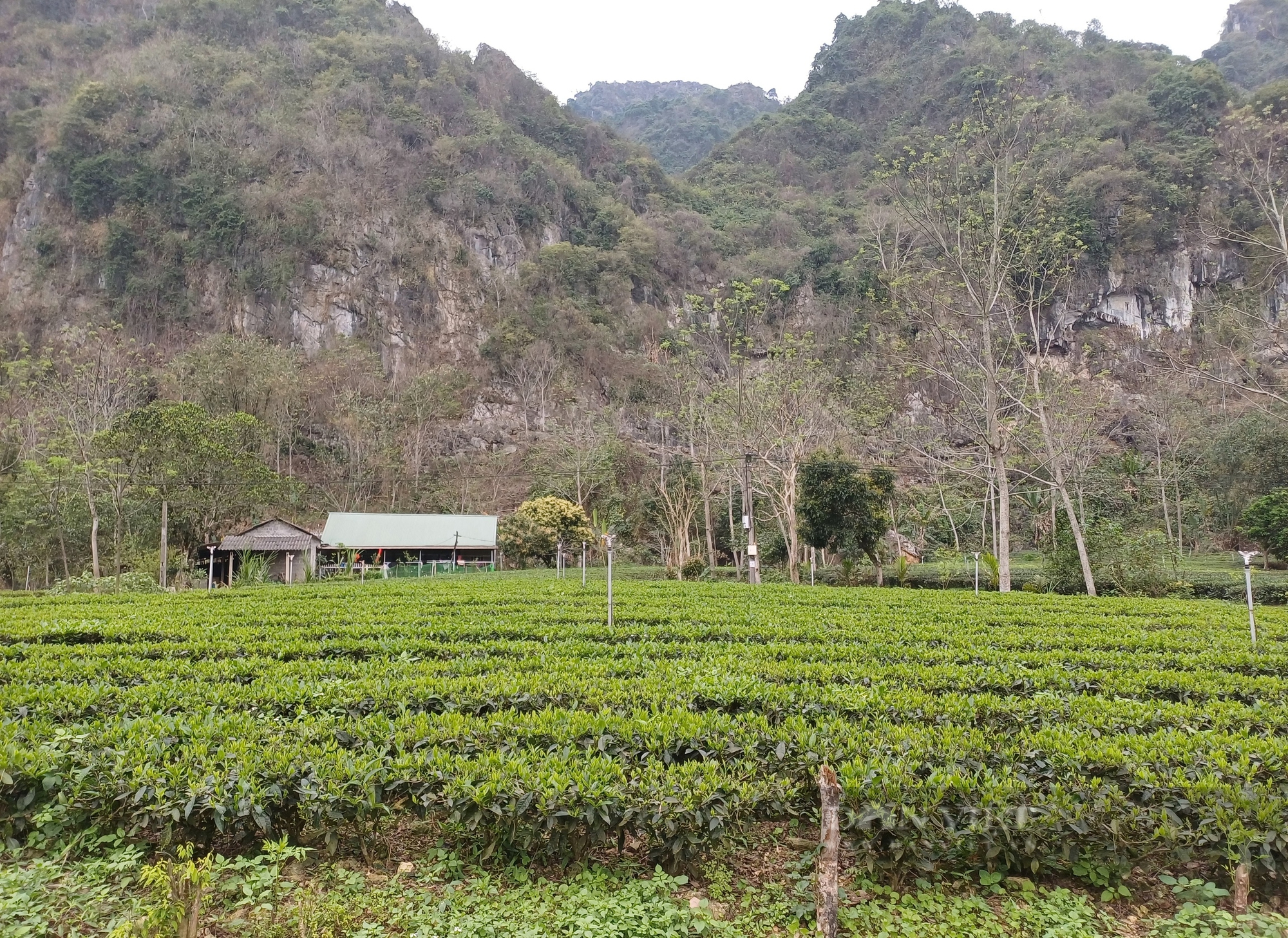 Tìm hướng đi riêng trong nông nghiệp, thanh niên trẻ Thái Nguyên biến thách thức thành cơ hội - Ảnh 1.