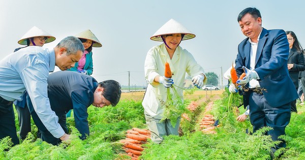 Le ministre de l'Agriculture de Corée a visité une commune de la province de Hai Duong et s'est rendu dans les champs avec les agriculteurs pour récolter des carottes.