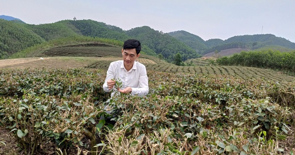 Un joven maestro Tay en Thai Nguyen elabora té seguro, conectando el turismo