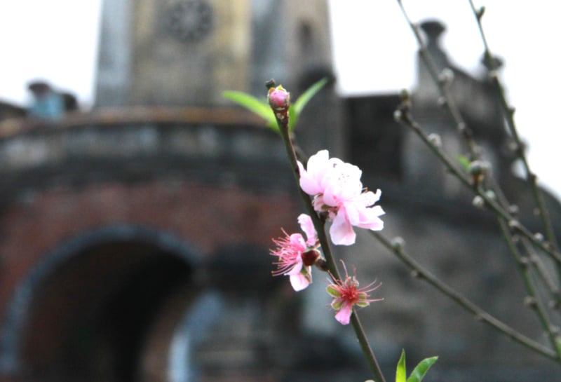 Pfirsichblüten vor dem Tor - Quang Binh Electronic Newspaper