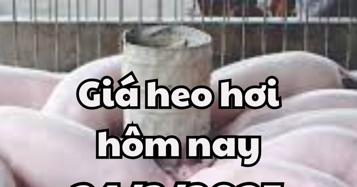 Giá heo hơi hôm nay 24/3/2025 tăng không đáng kể