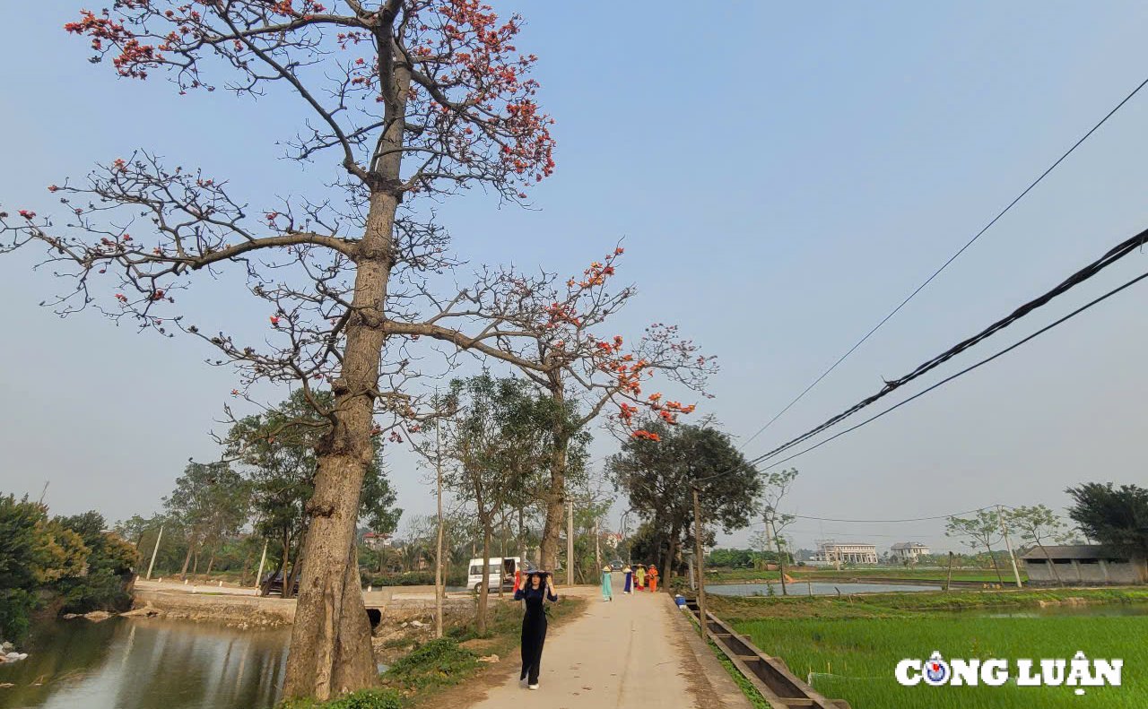 Einheimische checken auf der wunderschönen Reisblumenstraße außerhalb von Hanoi ein. Foto 13