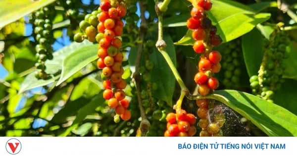 Gia Lai farmers are excited when the price of dry pepper reaches 160,000 VND/kg