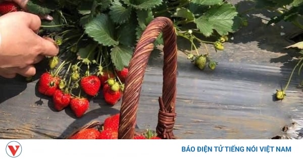 Son La hat etwa 5.000 Tonnen Erdbeeren verzehrt.