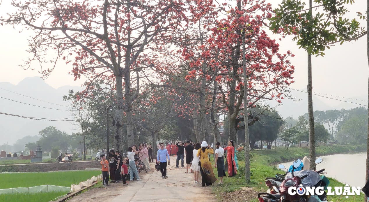 Einheimische checken auf der wunderschönen Reisblumenstraße außerhalb von Hanoi ein, Foto 3