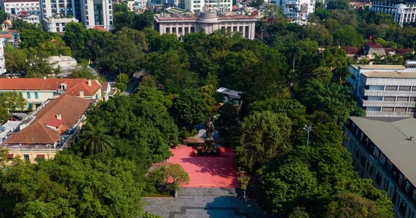 No mueva árboles valiosos ni árboles viejos del jardín de flores de Ly Thai al jardín de flores.