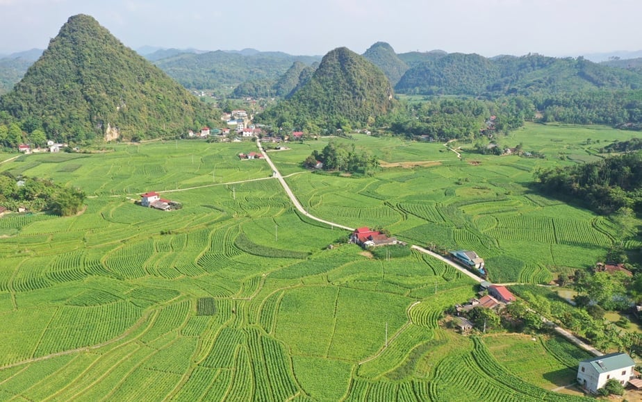 Huyện Hòa An Là địa phương có diện tích trồng thuốc lá nguyên liệu lớn của tỉnh Cao Bằng. Ảnh: Bảo Hà.