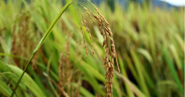 Los precios del arroz tailandés e indio están en sus niveles más bajos en dos años, mientras que los precios del arroz vietnamita han aumentado por segunda semana consecutiva.