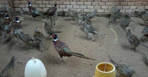 Red pheasant, a wild animal in the Red Book, raised like chicken in Soc Trang, sold out as soon as it is sold out