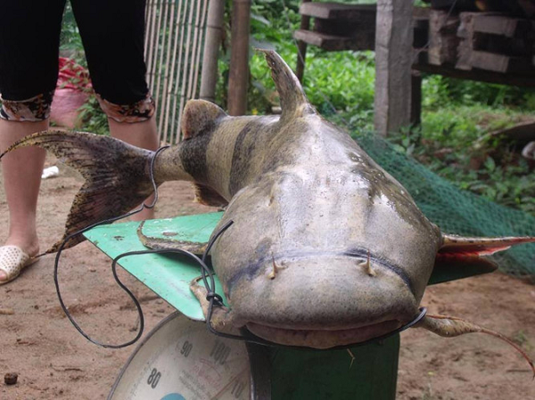 Das Da-Fluss-Monster fiel in das Netz der Fischer, die Menschen strömten herbei, um es zu sehen