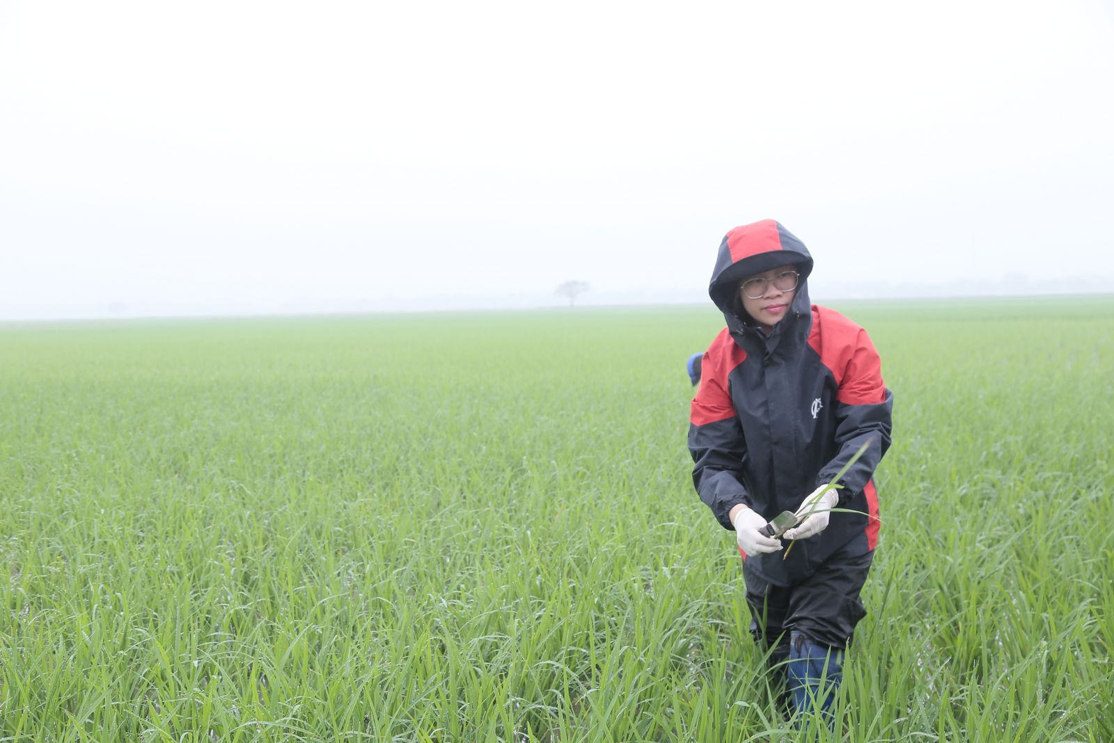 Fortalecer las medidas para cuidar y proteger el arroz de primavera