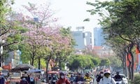 Seltsame rosa Trompetenblumen blühen prächtig anlässlich des Tet Nguyen Tieu in Ho-Chi-Minh-Stadt