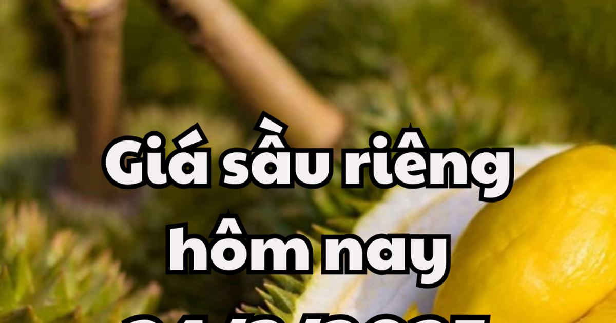 Giá sầu riêng hôm nay 24/3/2025 có mức giá khả quan