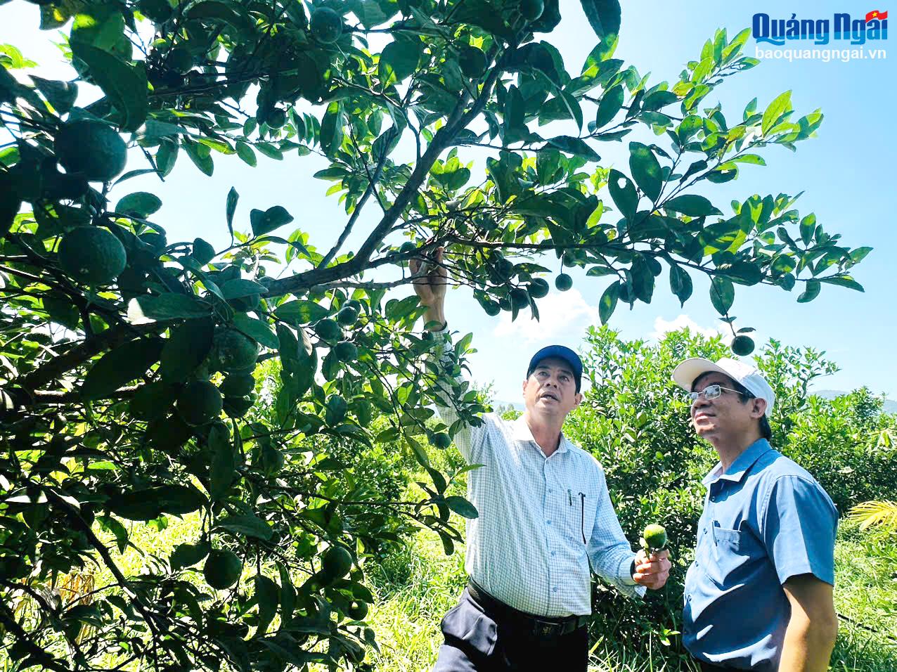 Développement de l'industrie de transformation des fruits et légumes