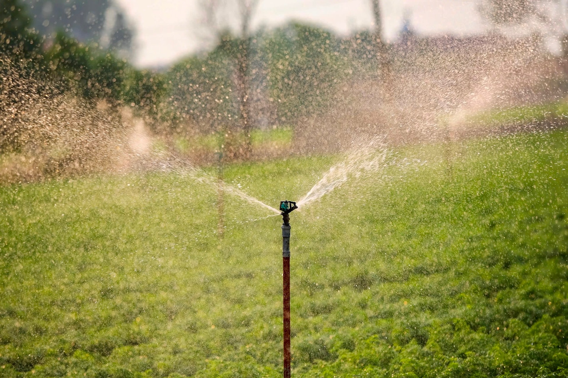 Environ 600 hectares de cultures maraîchères à Hai Duong bénéficient d'une irrigation économe en eau