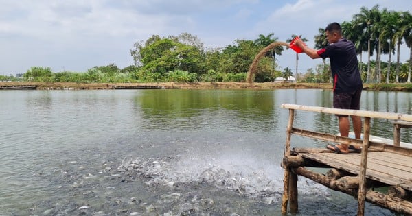 Une espèce de poisson vietnamienne « nage » sur le marché de l’Asie du Sud-Est