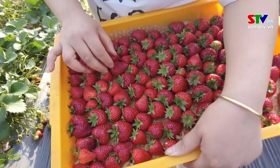 Saison des fraises à Dong Sang