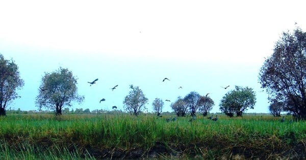 Dong Thap Muoi Region in Dong Thap, 6 Monate zu Fuß gehen, 6 Monate auf Händen gehen, voller Wildvögel