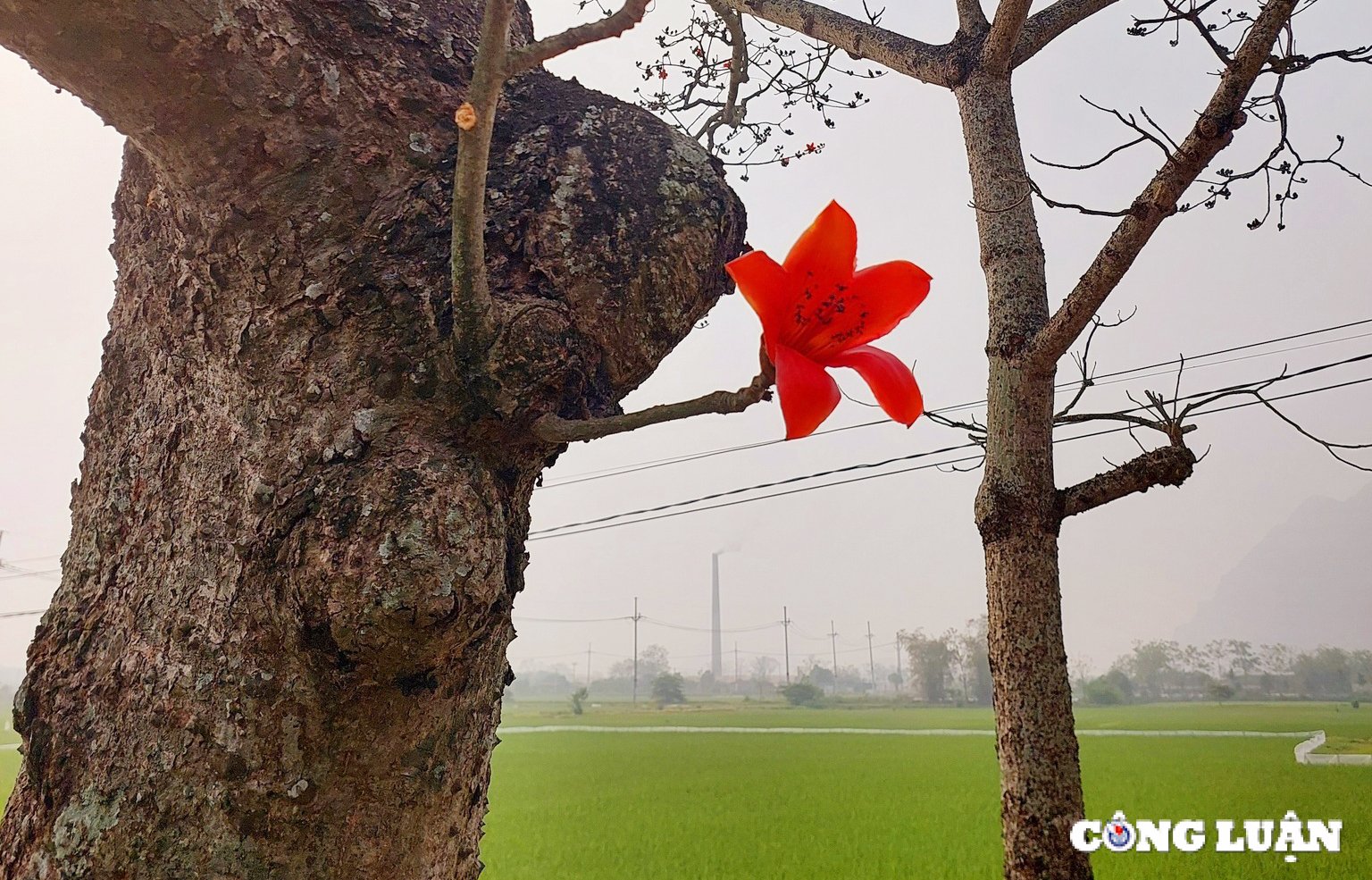 Einheimische checken auf der wunderschönen Reisblumenstraße außerhalb von Hanoi ein, Foto 10