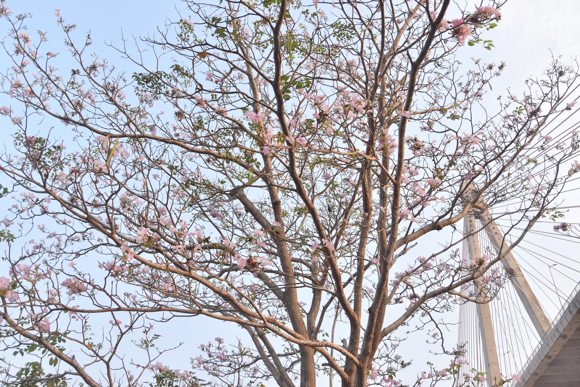 Nahaufnahme von rosa Trompetenblumenreihen entlang des Tien-Flusses, beliebtes Internetfoto 4