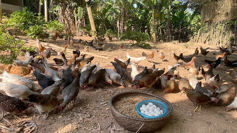 Gà Nhị Nguyễn chăn nuôi theo hướng hữu cơ, luôn được người tiêu dùng ưa chuộng.