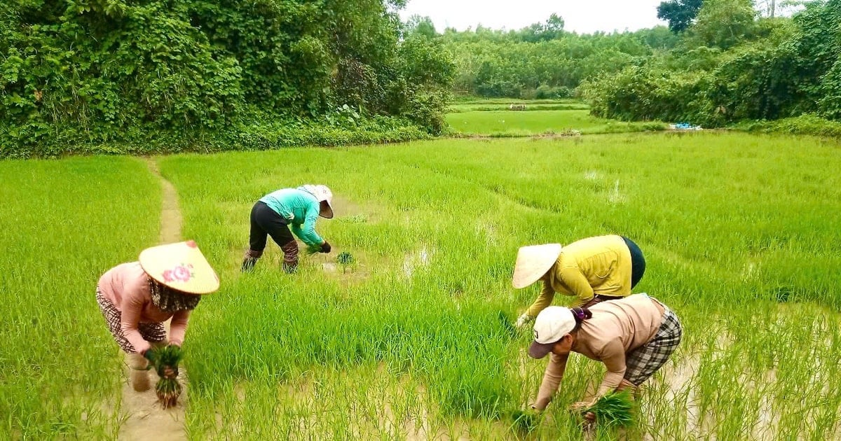 Quang Nam veröffentlicht Landförderungspolitik für ethnische Minderheiten