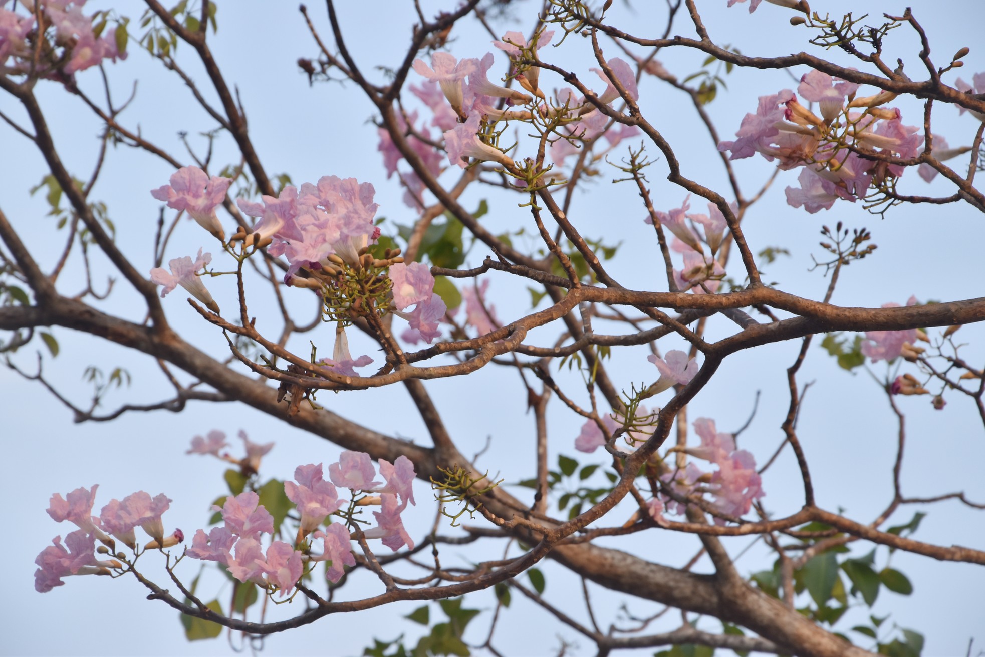 Nahaufnahme von rosa Trompetenblumenreihen entlang des Tien-Flusses, beliebtes Internetfoto 5