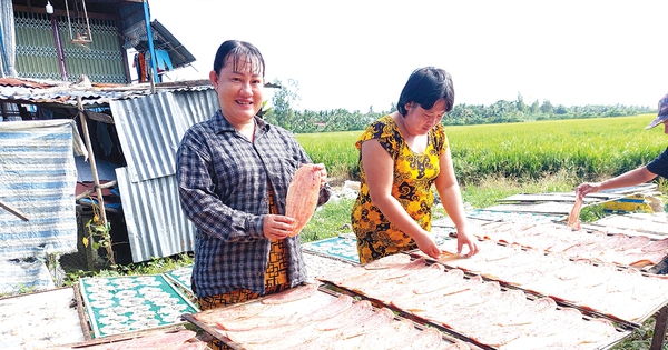 Una especialidad de Giang: capturar 12 kg de serpiente fresca, secarla para obtener 1 kg de serpiente seca y venderla al precio más alto de 500.000 VND/kg.