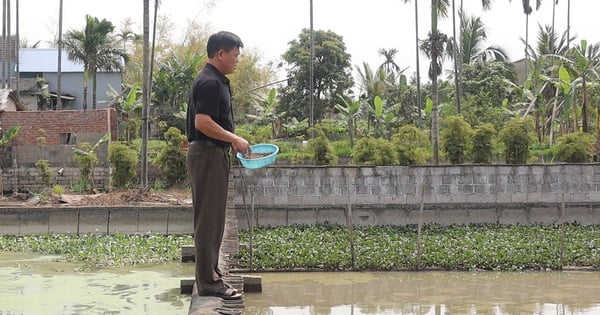 Tortuga de caparazón blando, una especialidad criada con éxito en una comuna de Hai Duong, los agricultores revelan la fuente de capital de inversión