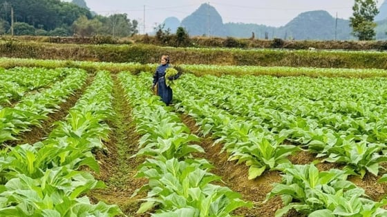 Las plantas de tabaco generan unos ingresos de 100 a 150 millones de VND/ha