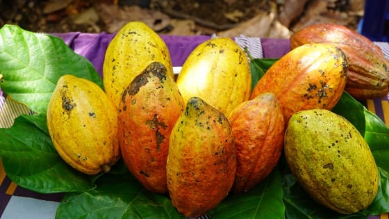 Los precios del cacao alcanzan un récord y los agricultores se entusiasman por ampliar la superficie cultivada