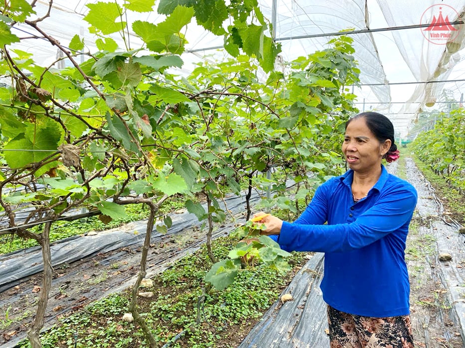 Promoting the development of concentrated fruit and vegetable growing areas