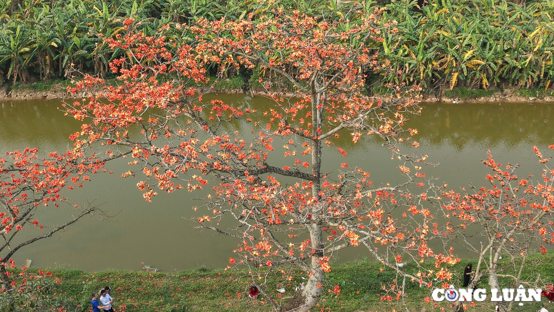 Einheimische checken auf der wunderschönen Reisblumenstraße außerhalb von Hanoi ein, Foto 4