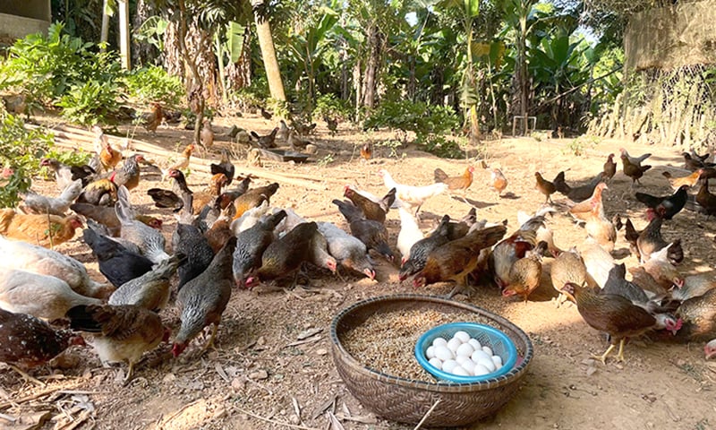 Les prix du poulet de chair chutent, les agriculteurs s'inquiètent