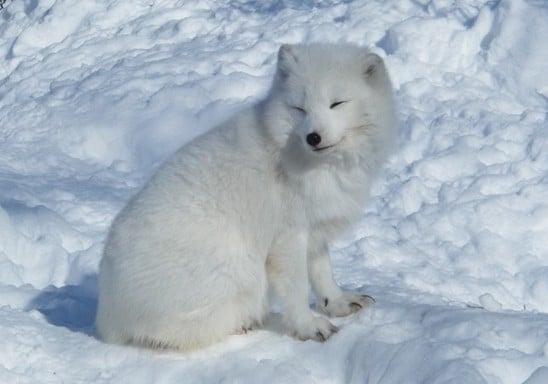 Un chien blanc est entré par effraction dans la maison pour mendier de la nourriture, contre toute attente, c'était une « bête divine » chanceuse.