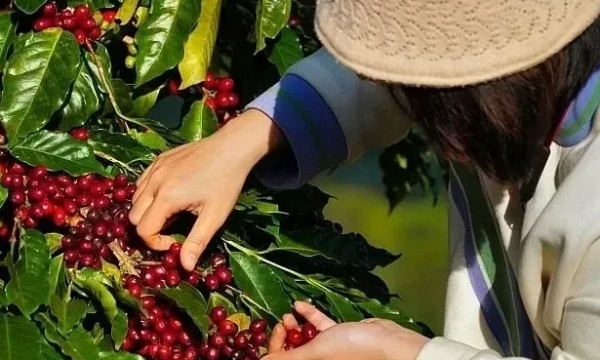 Vietnam coffee exports exceed 2.2 billion USD